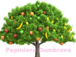 Pomi fructiferi