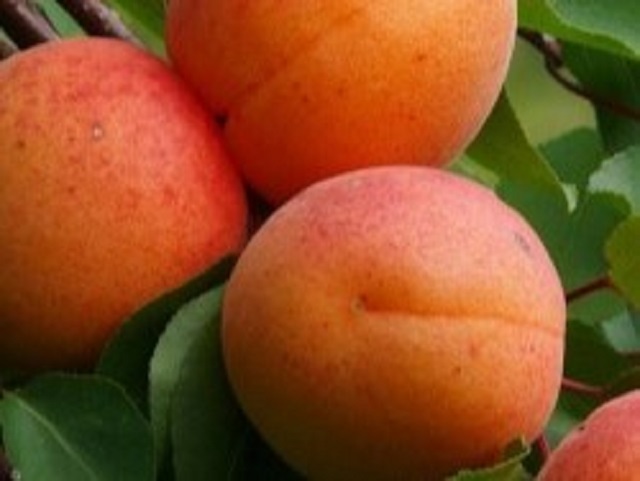 Cais-Palumella-Pepiniera-Dumbrava-Fructifer-Cobadin-Fructe-Fruct-Apricot-Pomi