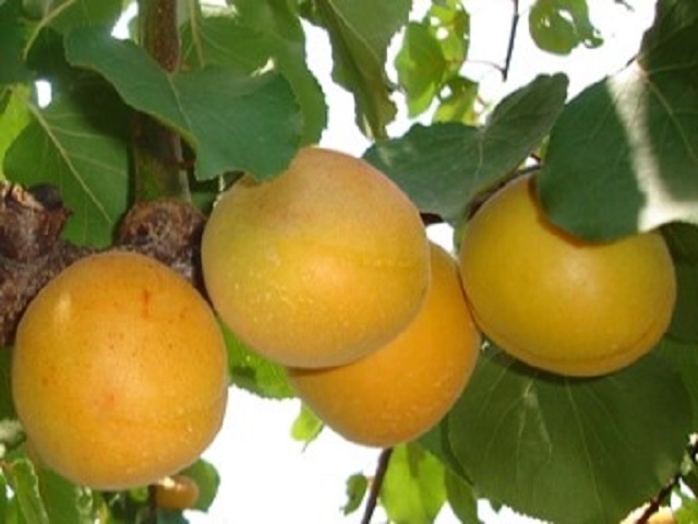 Cais-Vitillo-Pepiniera-Dumbrava-Cobadin-Fructifer-Fruct-Fructe-Pomi-Apricot