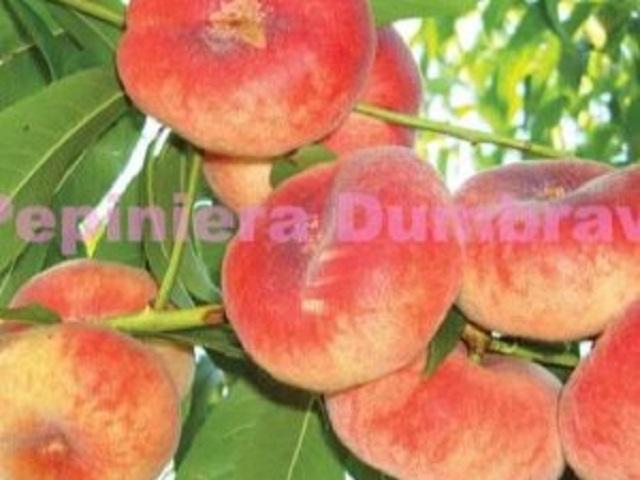 Piersic-Florin-Pepiniera-Dumbrava-Cobadin-Fructifer-Fruct-Fructe-Pomi-Peach
