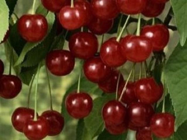 Visin-Schattenmorelle-Pepiniera-Dumbrava-Cobadin-Fructifer-Fruct-Fructe-Pomi-Sour-Cherry