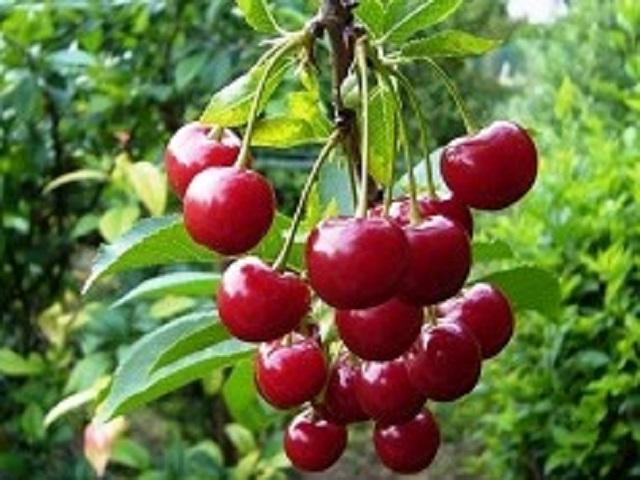 Visin-Tarina-Pepiniera-Dumbrava-Cobadin-Fructifer-Fruct-Fructe-Pomi-Sour-Cherry