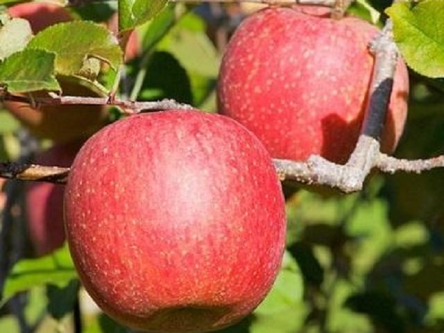 Mar-Fuji-Pepiniera-Dumbrava-Cobadin-Fructifer-Fructe-Fruct-Pomi-Apple