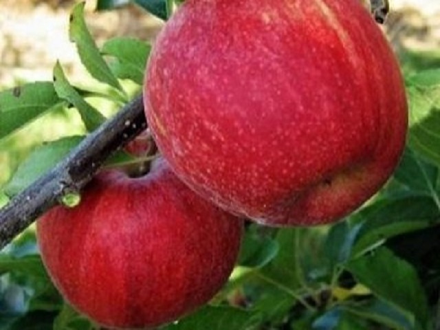 Mar-Gala-Pepiniera-Dumbrava-Cobadin-Fructifer-Fructe-Fruct-Pomi-Apple