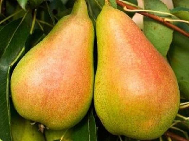 Par-Coscia-Pepiniera-Dumbrava-Cobadin-Fructifer-Fruct-Fructe-Pomi-Pear