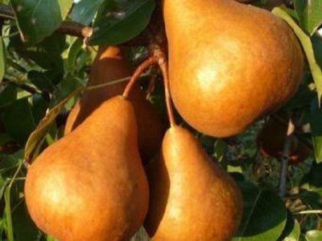Par-Kaiser-Pepiniera-Dumbrava-Cobadin-Fructifer-Fruct-Fructe-Pomi-Pear