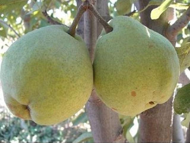 Par-Margaret-Maria-Pepiniera-Dumbrava-Cobadin-Fructifer-Fruct-Fructe-Pomi-Pear