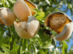 migdal-Almond-Trees-autofertil-1-Pepiniera-Dumbrava-Gigi-Marcineni-Baneasa-Valu-Traian
