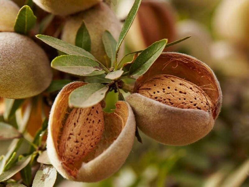 migdal-Almond-Trees-autofertil-2-Pepiniera-Dumbrava-Gigi-Marcineni-Baneasa-Valu-Traian