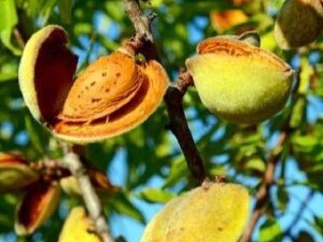 Migdal-Tuono-Pepiniera-Dumbrava-Cobadin-Fructifer-Fructe-Fruct-Pomi-Almond