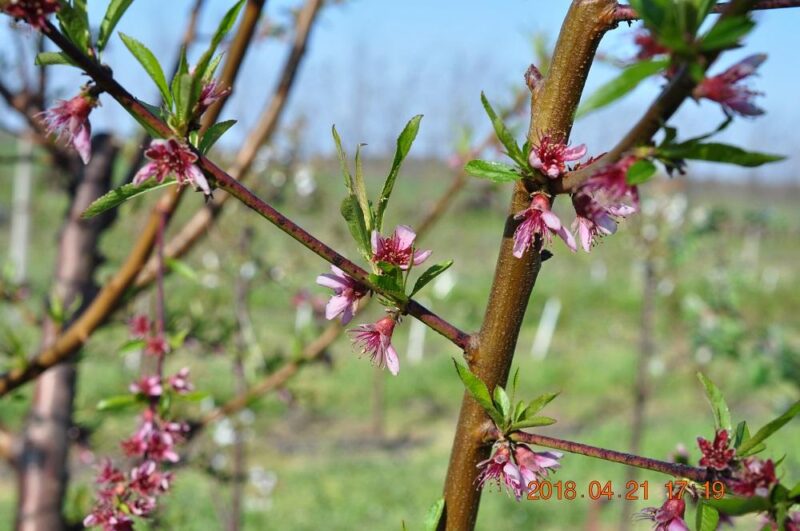 Nectarina-nectarine-Nettarina-marina-flori-pepiniera-pomi-dumbrava-gigi-Maracineni-valu-traian-romania-baneasa