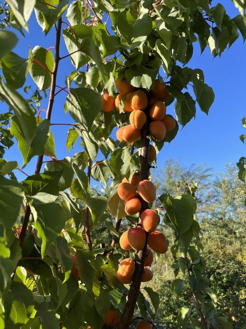 cais albicoco apricot dumbra pepiniera dumbrava gigi cobadin valu traian baneasa maracineni farda roman tarziu