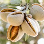 Migdal_Texas_almond_mandorla_amande_-Pepiniera_Dumbrava-Gigi-Maracineni_Baneasa_Valu-Traian_Cobadin_Constanta_Romania_Aiud-migdale_dulci