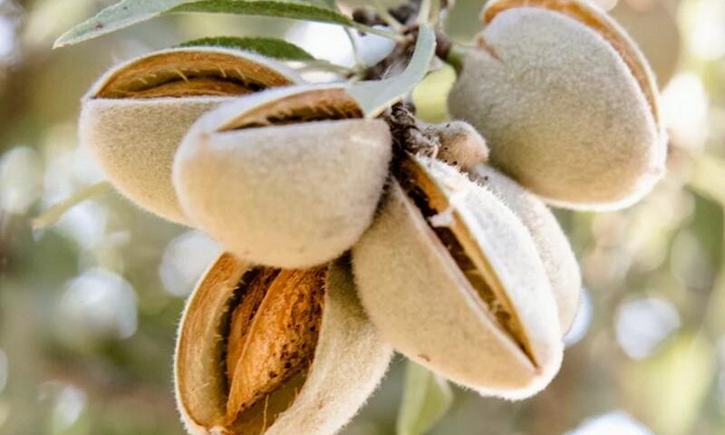 Migdal_Texas_almond_mandorla_amande_-Pepiniera_Dumbrava-Gigi-Maracineni_Baneasa_Valu-Traian_Cobadin_Constanta_Romania_Aiud-migdale_dulci