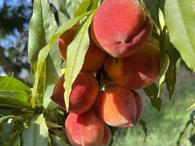 Piersic-Puiu-Pitic-Pepiniera-Dumbrava-Cobadin-Fructifer-Fruct-Fructe-Pomi-Peach