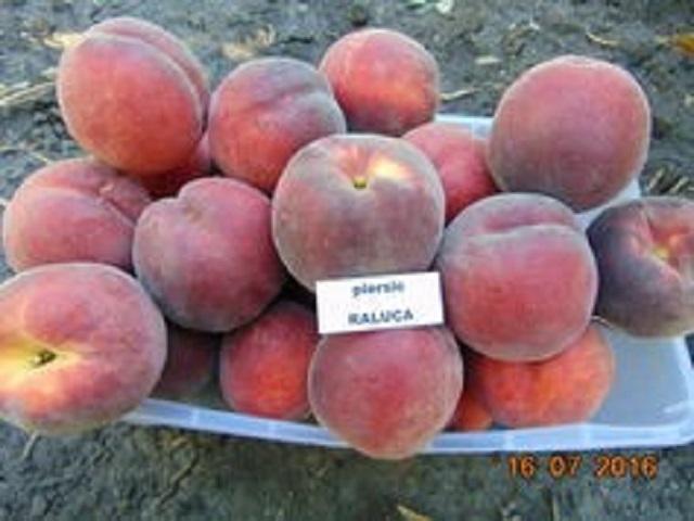 Piersic-Raluca-Pepiniera-Dumbrava-Cobadin-Fructifer-Fruct-Fructe-Pomi-Peach