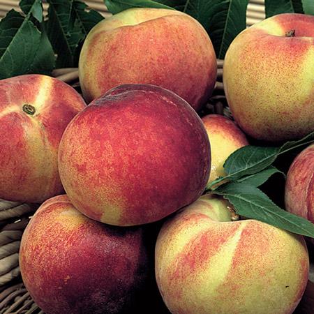 Piersic_Fayette_-Pepiniera_Dumbrava-Gigi_Maracineni_Baneasa_Valu-Traian_Cobadin_Constanta_Romania_Aiud_piersici_pesca_peach_peche_GF-677