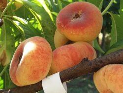 Piersic_plat_Filip_pesca_peach_pêche_Pepiniera_Dumbrava-Gigi_Marcineni_Baneasa_Valu-Traian_Cobadin_Constanta_Romania