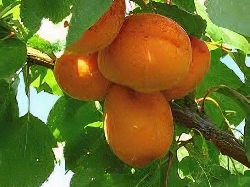 albicocco apricot cais bergeron pepiniera gigi dumbrava cobadin constanta romania baneasa valu traian
