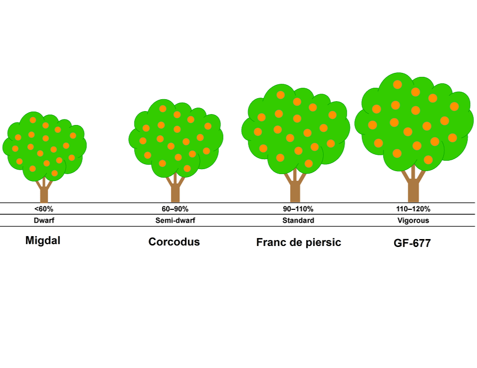 Portaltoi GF-677, FRANC DE PIERSIC CORCODUA piersic, nectarin, migdal.