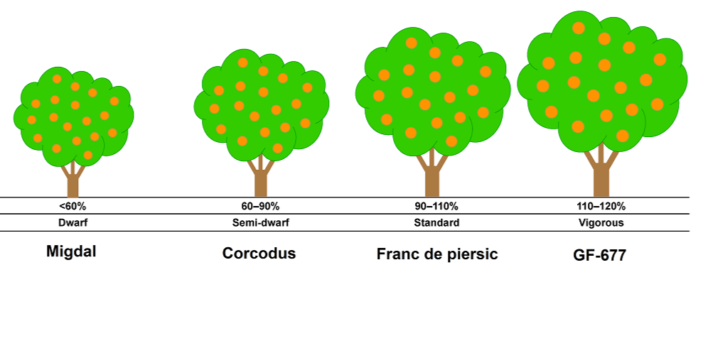 Portaltoi GF-677, FRANC DE PIERSIC CORCODUA piersic, nectarin, migdal.