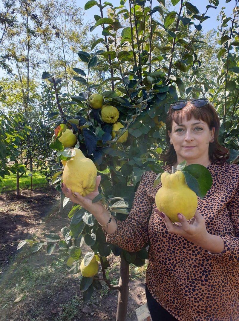 Mihaela Dumbrava cu cea mai mare gutuie. Soiul Bereczki din pepiniera Dumbrava.