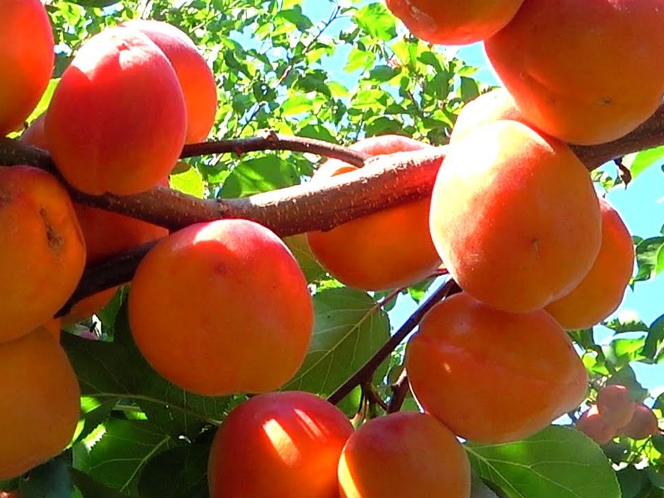 Cais cu inflorire tarzie soiul Harogem produs in Pepiniera Dumbrava.