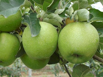 Mar Granny Smith recomandat pentru diabet.