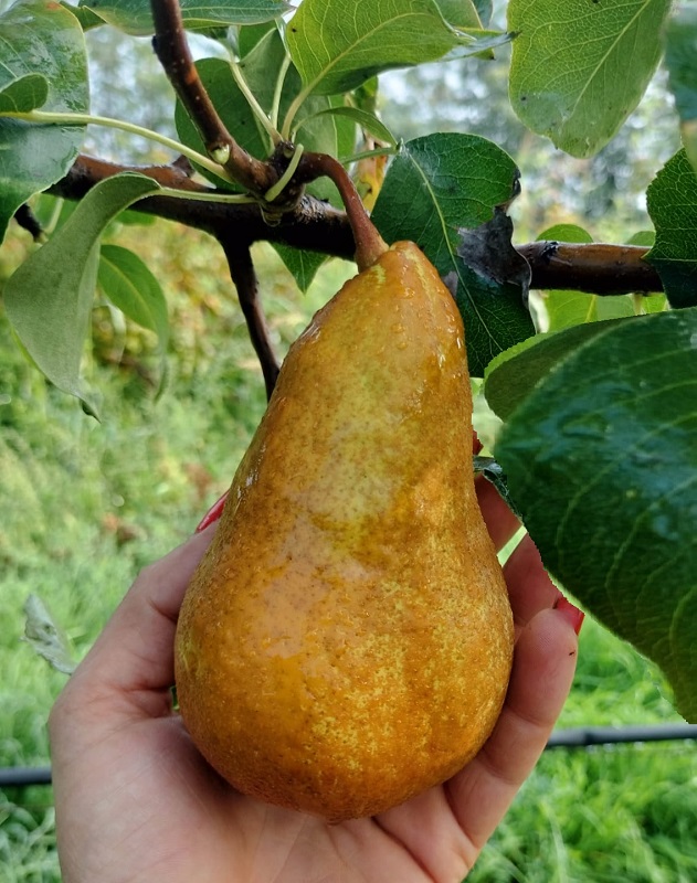 Par Kaiser / par franc - imagine 4