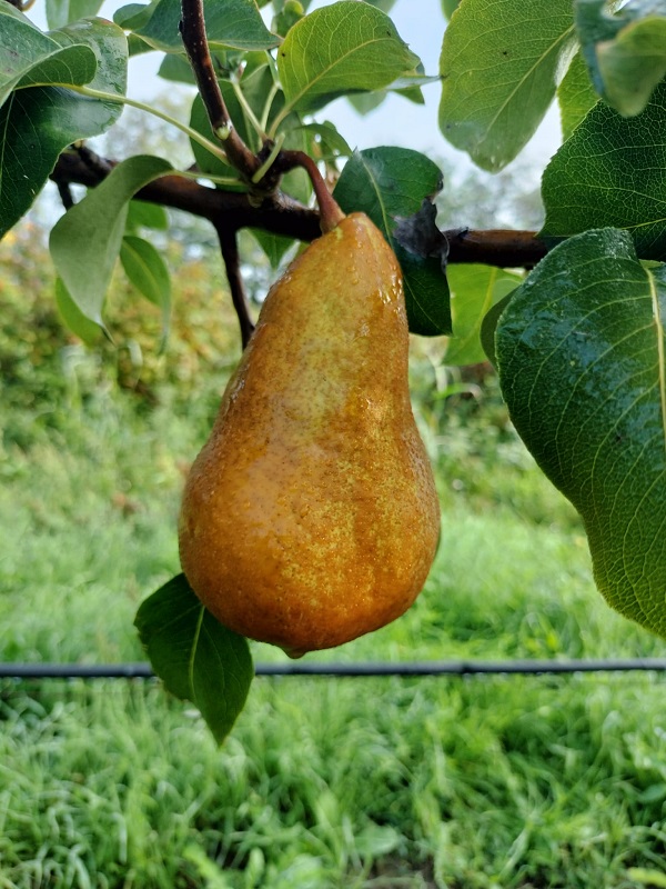 Par Kaiser / par franc - imagine 5