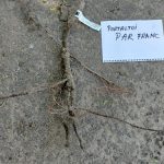 Radacina de pom fructifer altoit pe portaltoi de par franc
