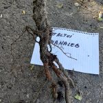 Exemplu de radacina a ciresului sau visinului altoit pe mahaleb