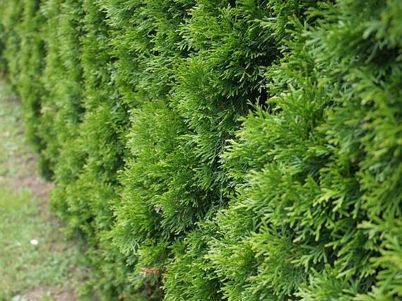 Gard viu usor de intretinut confectionat din tuia Occidentalis Brabant.