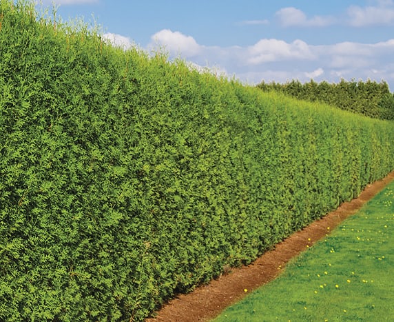 In gard viu demn de invidiat din tuia Occidentalis Brabant produs de pepiniera Dumbrava.