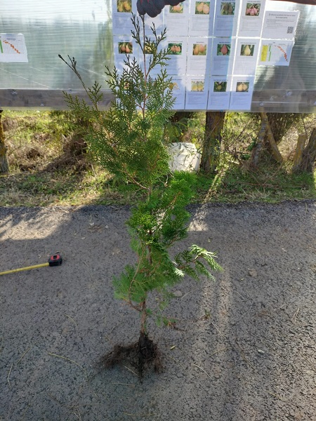 Tuia occidentalis cu radacina nuda de vanzare cu pret ieftin.