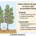 Sistem de plantare portaltoi Gisela 6