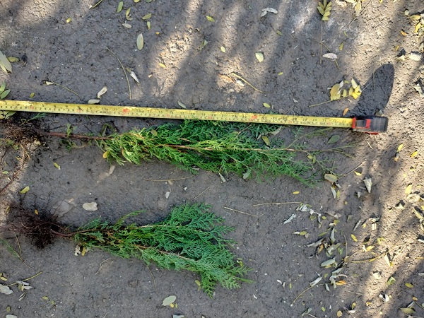 Tuia Occidentalis Brabant excelenta pentru un gard viu langa casa.