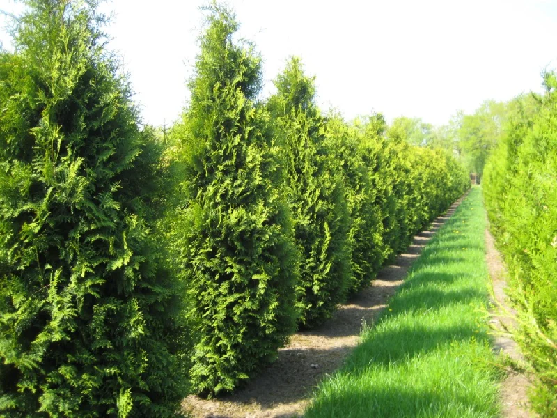 Gard viu cu tuia Occidentalis Brabant