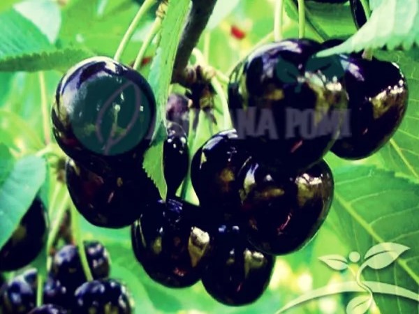 Cires negru amar Maxut