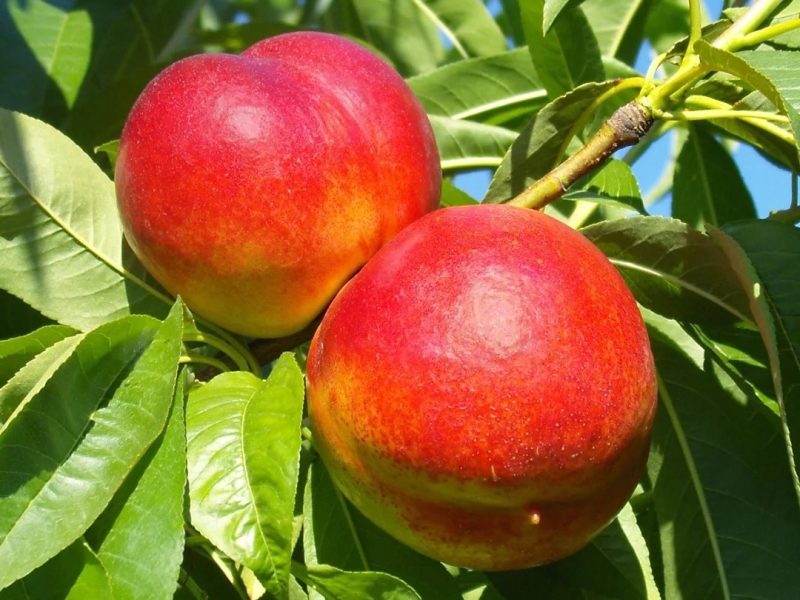 Nectarina Firebrite coacere timpurie cu fruct tare suculent.