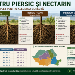 Portaltoii piersicului si nectarinului in functie de zona geografica.