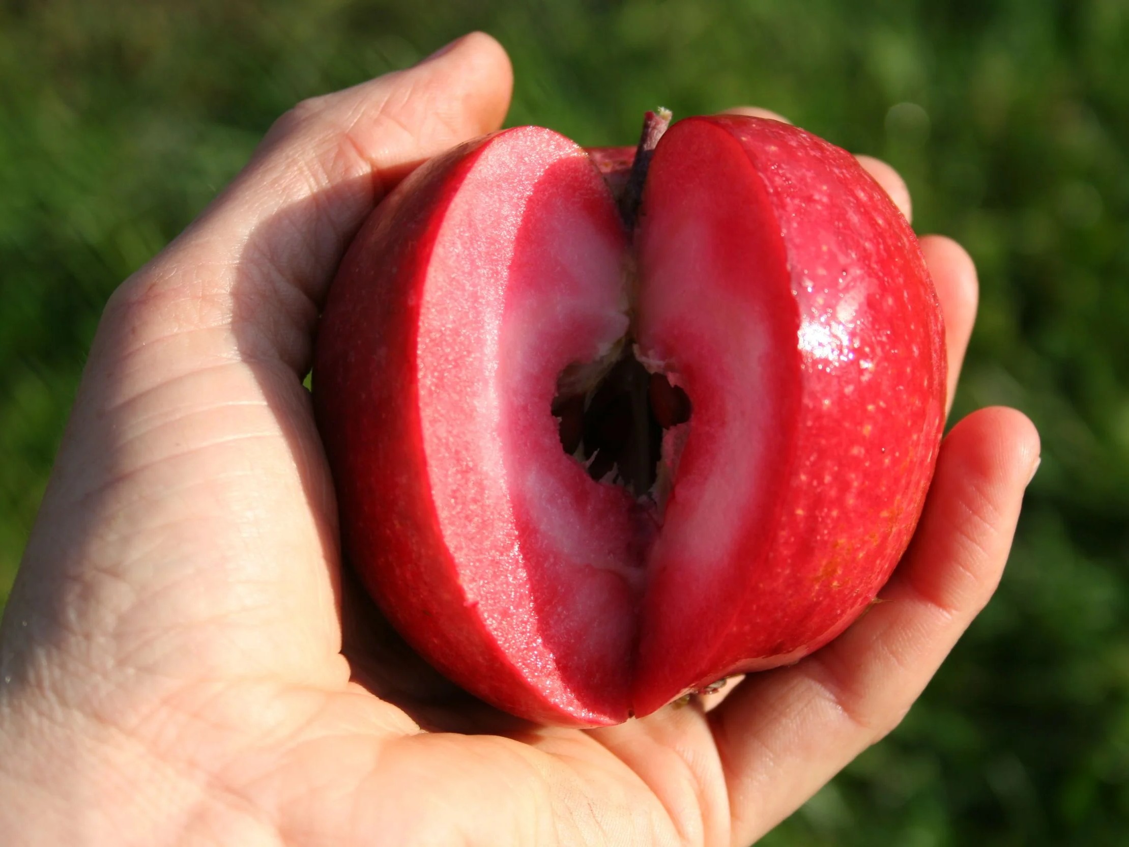 Măr RED LOVE – pulpă roșie, MM106