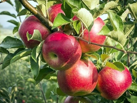 Fructe de măr Nero Red Rome, soi cu recoltare în octombrie, potrivit pentru consum proaspăt și preparate culinare.